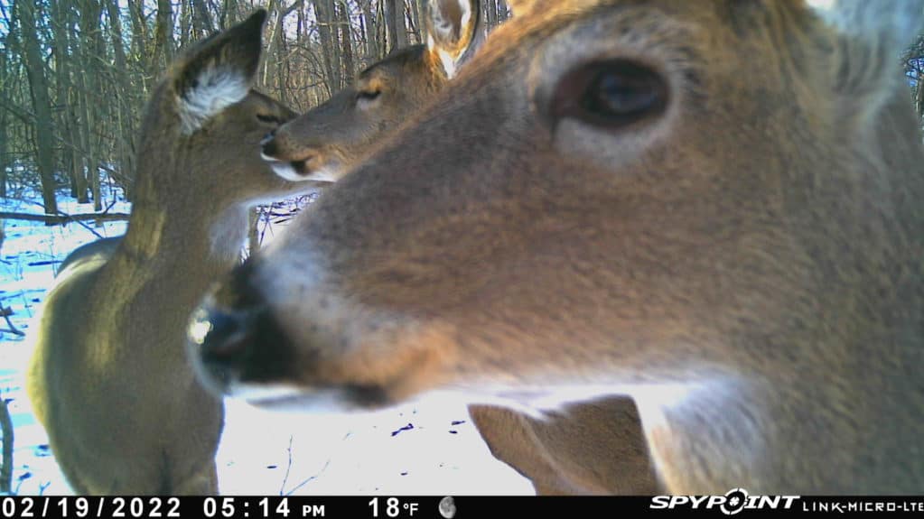 Antlerless Deer Season…What is right for you?