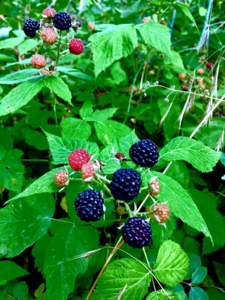 Wildberries ягода. Wildberry ягода. Feral Berry.