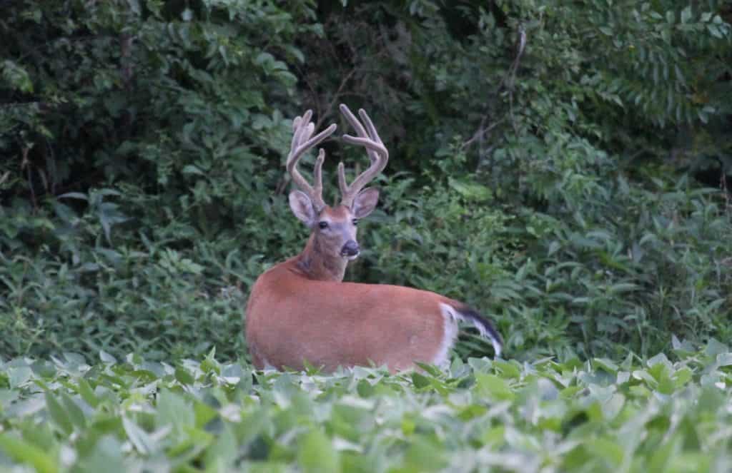 Glassing Summer Whitetails At Heartland Lodge | Heartland Lodge