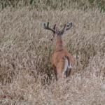 Mature velvet whitetail buck.