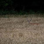 Nice eight pointer in a wheat field.