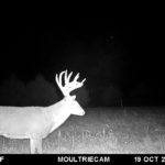 Mature whitetail!