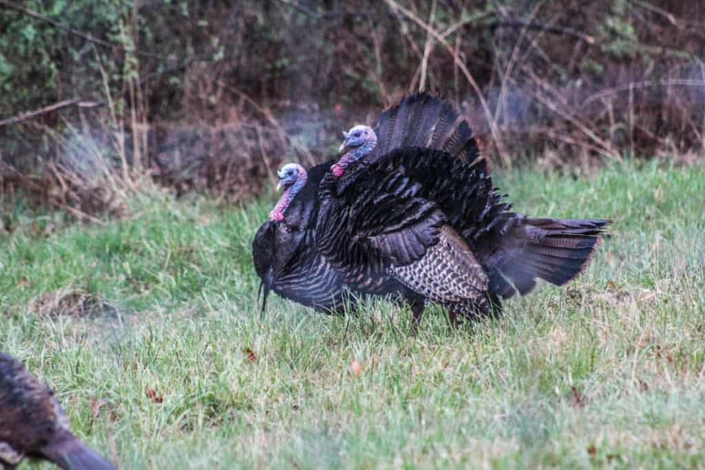 what gun to use for turkey hunting