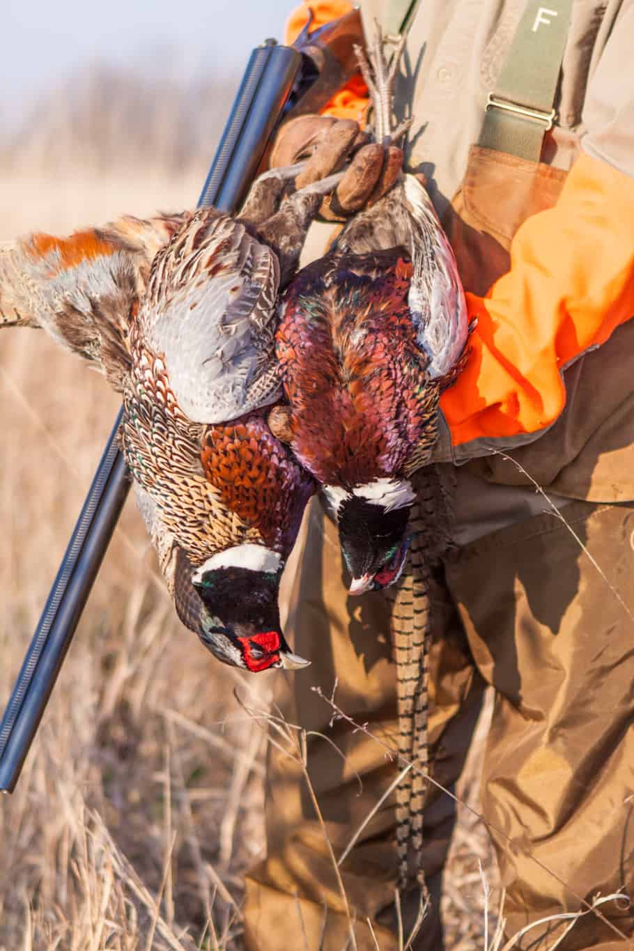 Illinois Pheasant Hunting Heartland Lodge