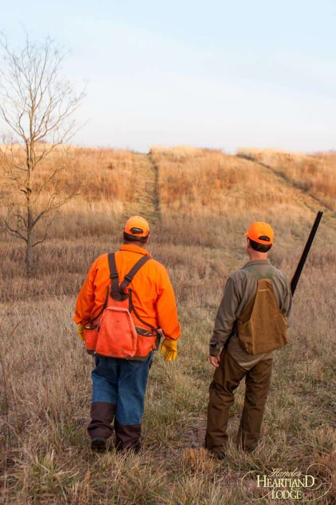 quail hunting trips