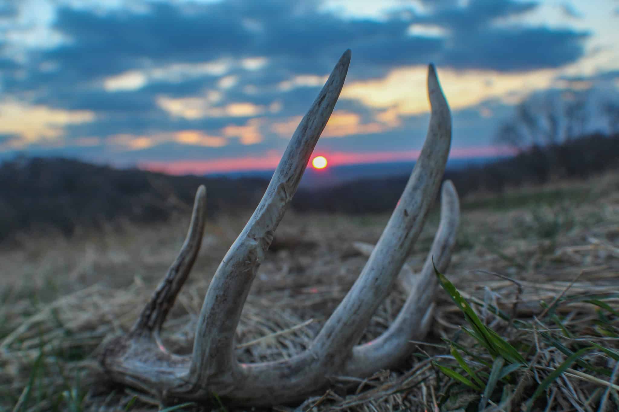 whitetail deer shed hunting heartland lodge