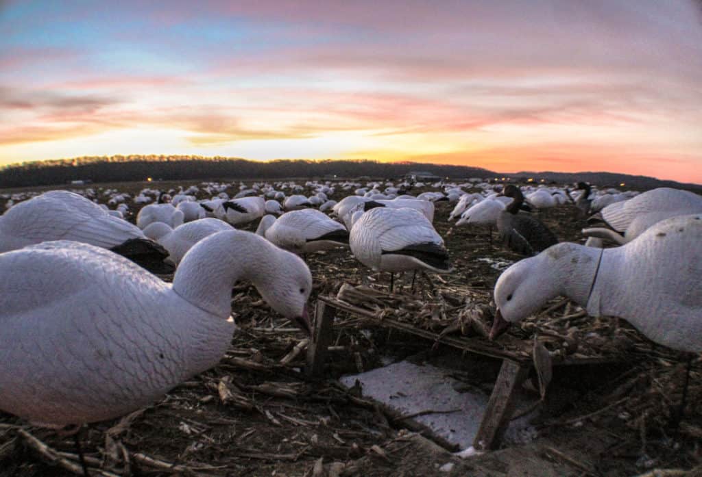 Snow Goose Hunting Guides Illinois Heartland Lodge