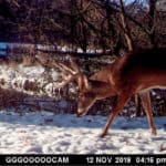 Peak rut buck looking for does.