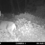 Trail Cam Photos