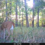 Trail Cam Photos