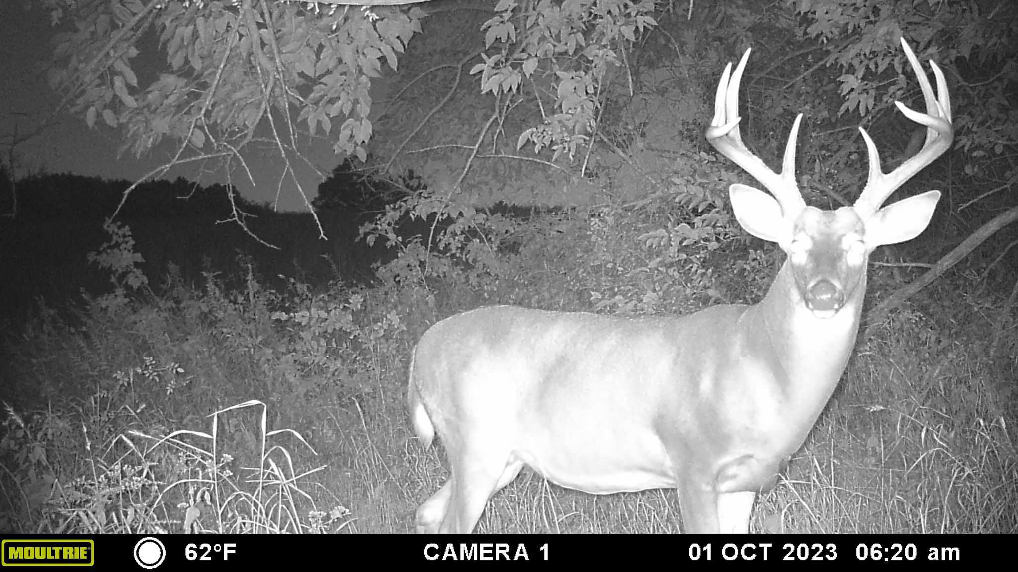 Mid-October Whitetail Hunting Update/ Forecast | Heartland Lodge