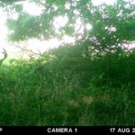 Trail Cam Photos