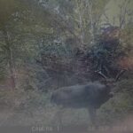 Trail Cam Photos