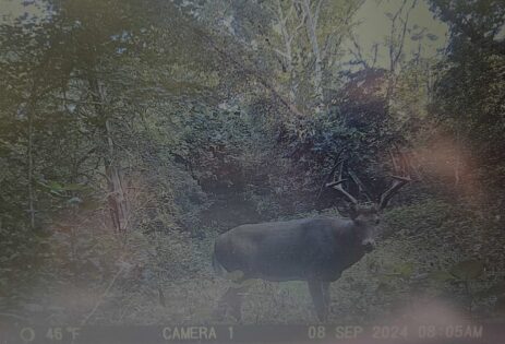 Trail Cam Photos