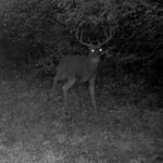 Trail Cam Photos