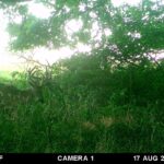 Trail Cam Photos