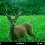 Trail Cam Photos