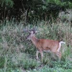 Giant Velvet whitetail