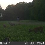 Deer are feeding consistently on the soybeans right now.