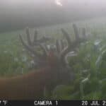 Trail Cam Photos