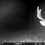 Trail Cam Photos