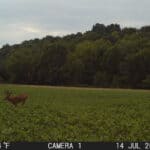 Trail Cam Photos