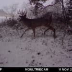 Mature buck in the snow!