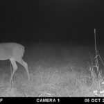 Trail Cam Photos