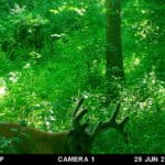 Trail Cam Photos