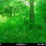 Trail Cam Photos