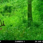 Trail Cam Photos