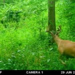 Trail Cam Photos