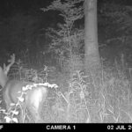 Trail Cam Photos