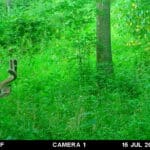 Trail Cam Photos