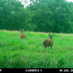 Trail Cam Photos