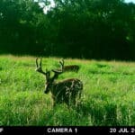 Trail Cam Photos