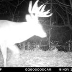 Big buck on trail camera.