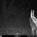 Nice buck on trail camera.