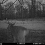 December whitetail hunting.