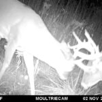 Two bucks sparing on trail camera.