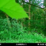 Trail Cam Photos