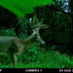 Trail Cam Photos