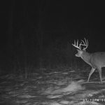 Giant ten point caught on trail camera!