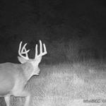 Check out the browtines on this buck!