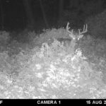 Trail Cam Photos