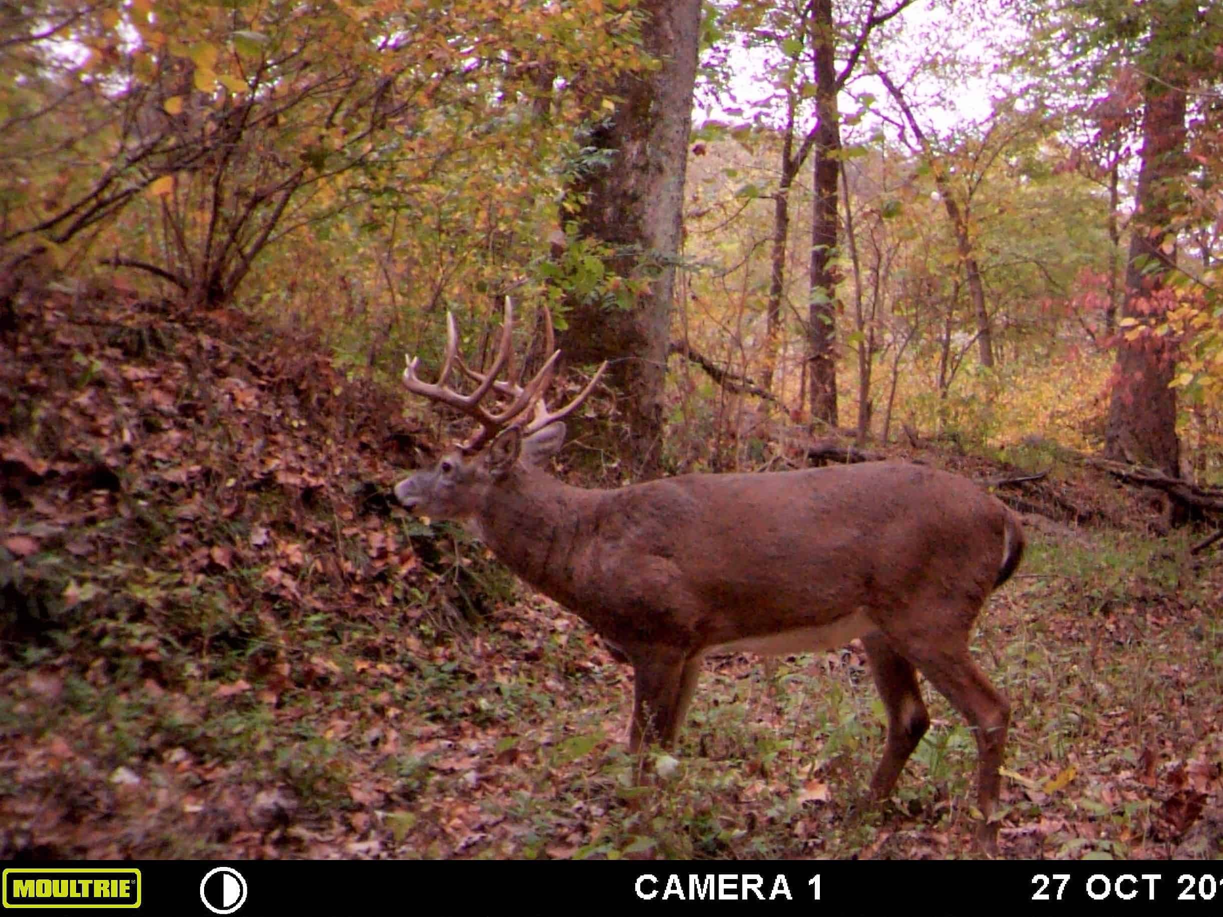 PreRut Late October/ Early November Deer Hunting in Illinois