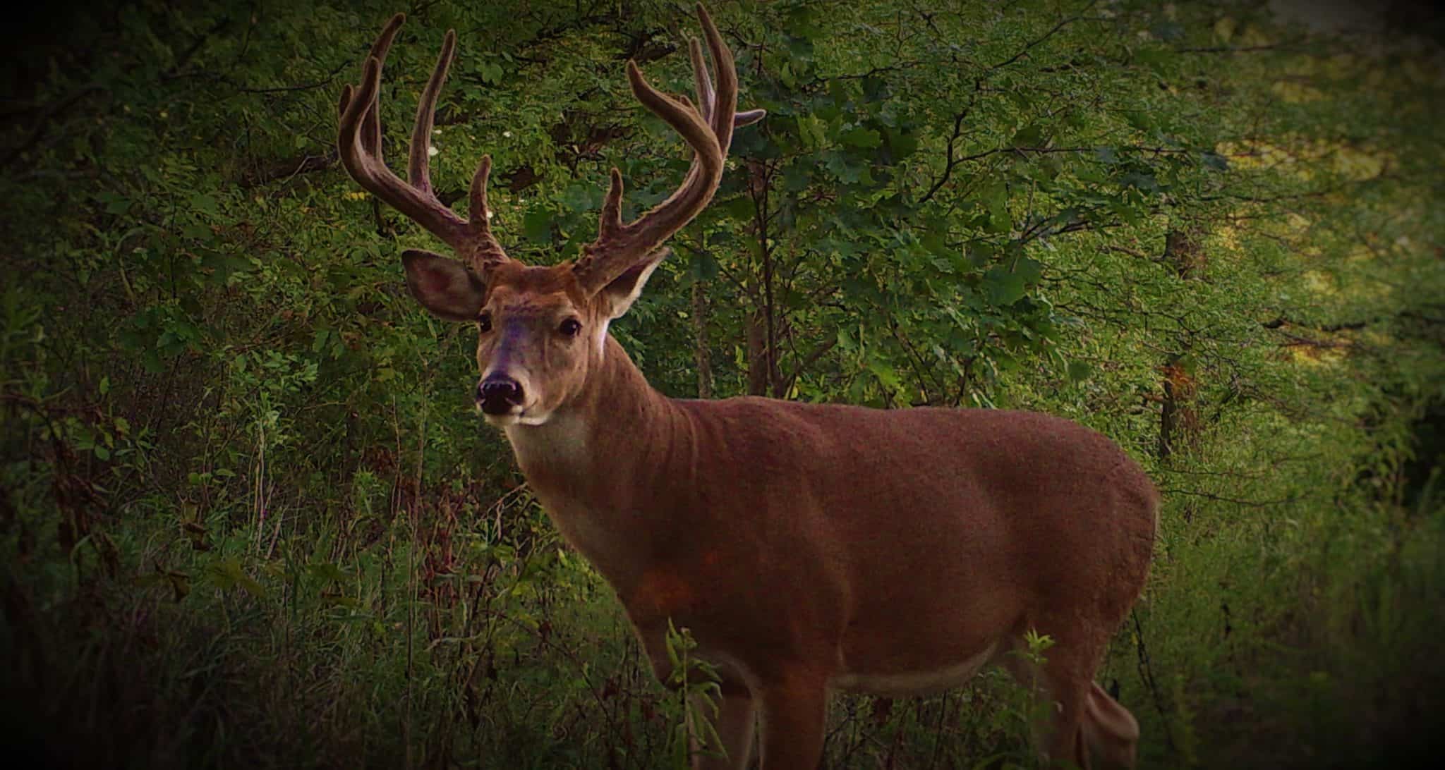 Whitetail Deer Hunting Lodge & Outfitter: Pike County, Illinois Deer ...