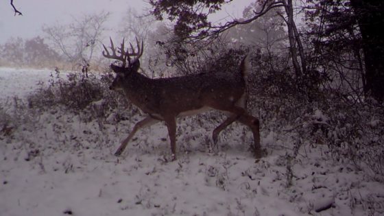 The Ideal Conditions for Late-Season Deer Hunts