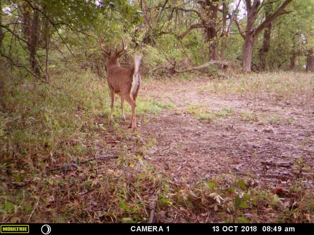 Decoying a Giant Whitetail With Bow- Video & Story | Heartland Lodge