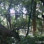 check out the droptines on this buck!